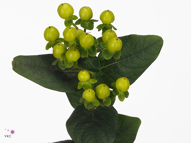 Hyp Smiley Rom Spray