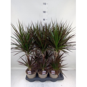 Dracaena marg. 'Magenta'