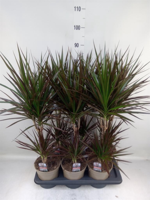 <h4>Dracaena marg. 'Magenta'</h4>