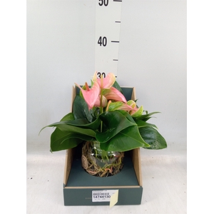 Anthurium andr. 'Joli'