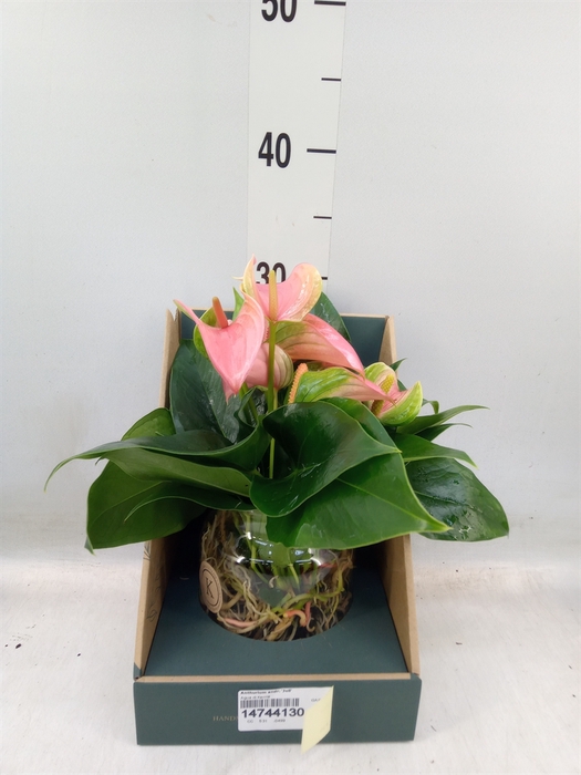<h4>Anthurium andr. 'Joli'</h4>