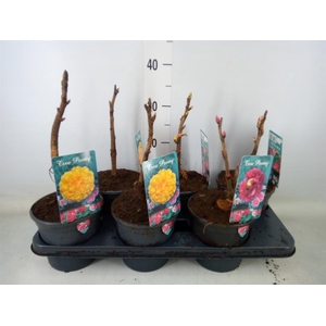 Paeonia suffruticosa   ...mix