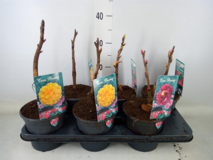 <h4>Paeonia suffruticosa ...mix</h4>