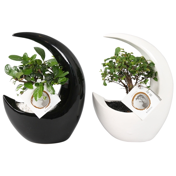 <h4>Bonsai Mix pot ø09cm in ø19cm Moonshape Ceramic Black/White mix</h4>