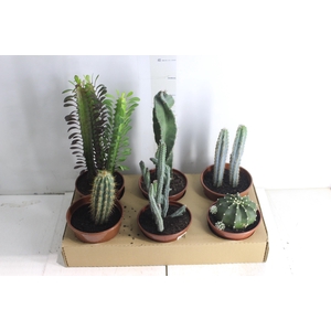 CACTUS VARIADO P15