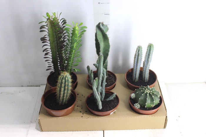 <h4>CACTUS VARIADO P15</h4>