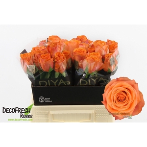 R Gr Tropical Horizon