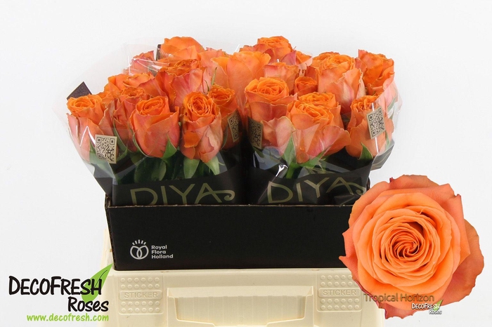 <h4>R Gr Tropical Horizon</h4>