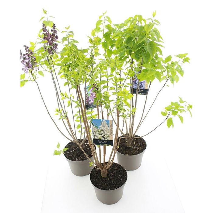 <h4>Syringa vulgaris MIX C7.5 (26cm.)</h4>