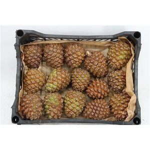PINEA GROOT X15 CRATE