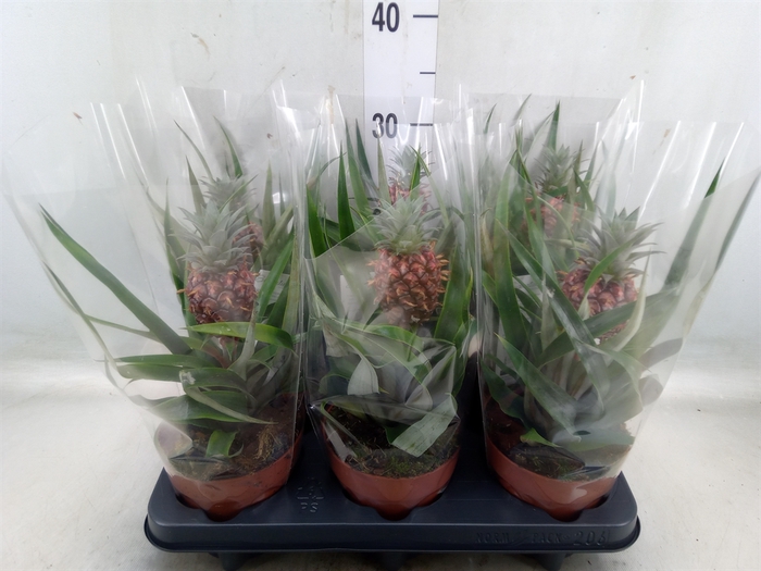 <h4>Ananas  'Rosita'</h4>