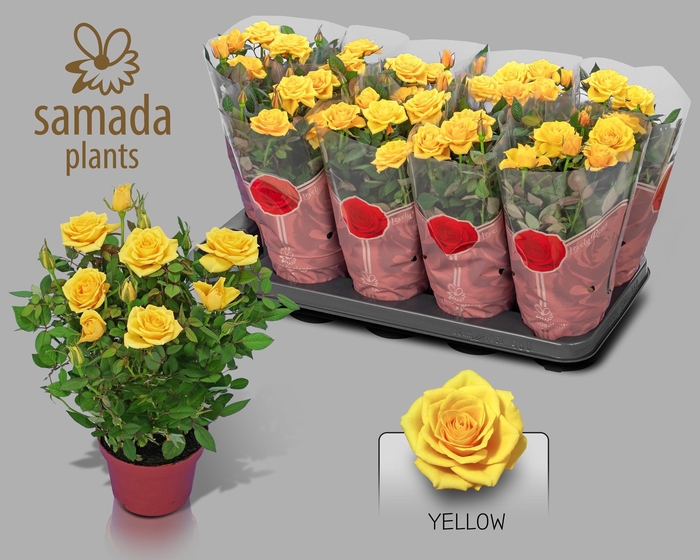 <h4>RO YELLOW STAR</h4>