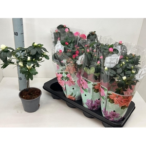 !! PROMO !! RHODO SI MIX STEM P13