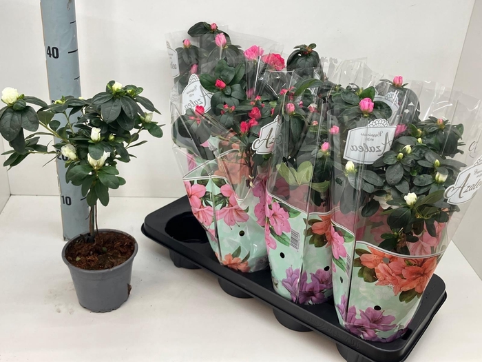 <h4>!! PROMO !! RHODO SI MIX STEM P13</h4>