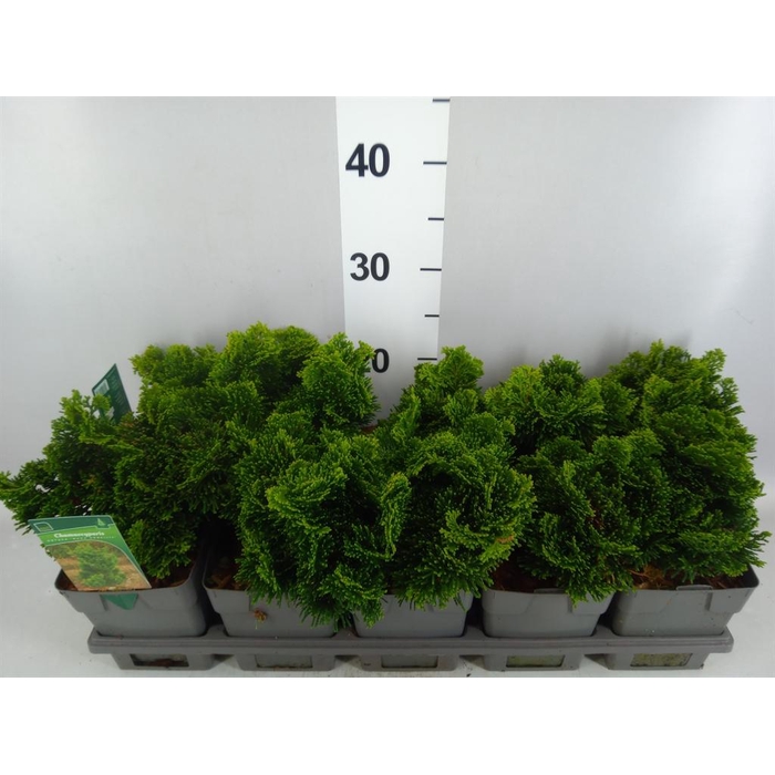 <h4>Chamaecyparis obt. 'Nana Gracilis'</h4>