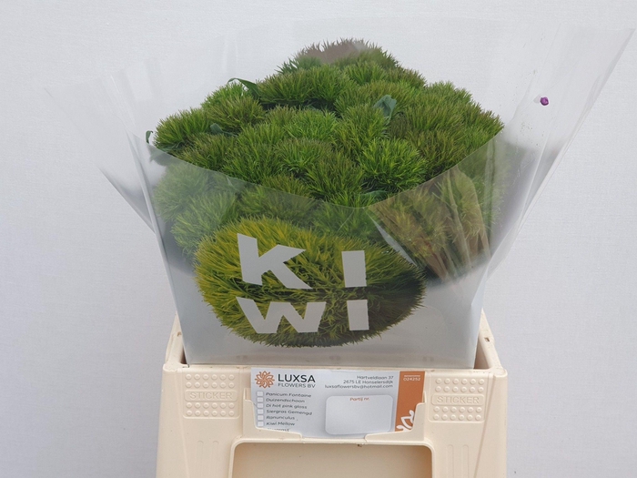 <h4>DI BARB KIWI MELLOW</h4>