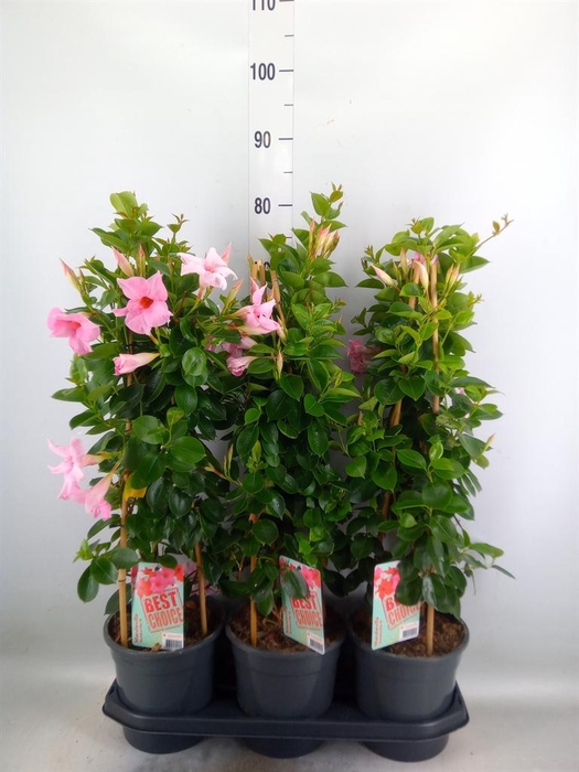 <h4>Mandevilla am. 'Sundav Cream Pink'</h4>