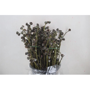 Euca Boule Antik P Bunch