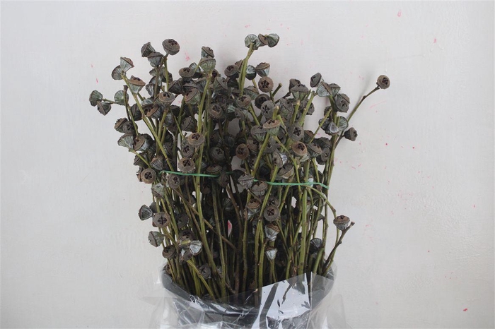 <h4>Euca Boule Antik P Bunch</h4>