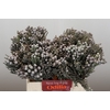 Kaaps Groen Silver Brunia