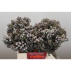 Kaaps Groen Silver Brunia