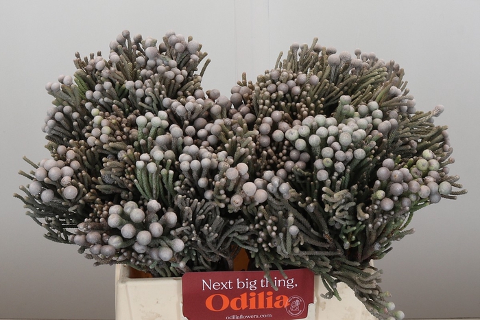 Kaaps Groen Silver Brunia