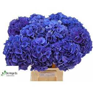 HYDR M ROY CROWN BL