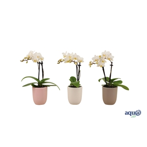 Hugo Hotel Mix Tiny Dolls Wit 2T12+ Aqu@