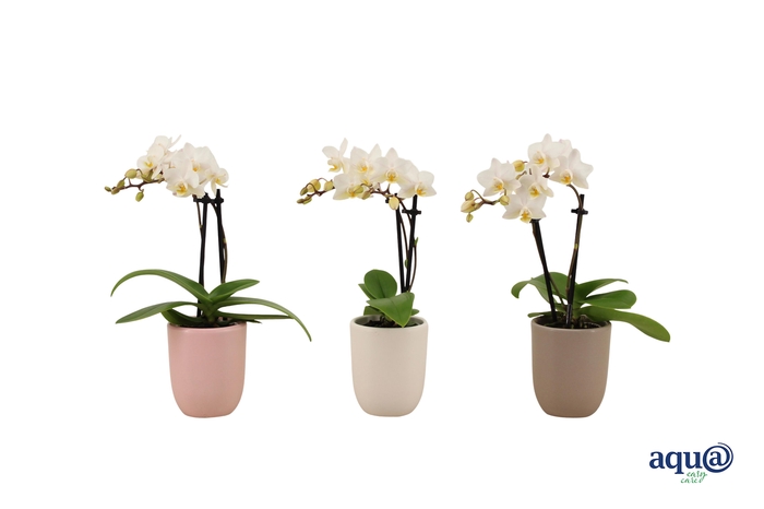 <h4>Hugo Hotel Mix Tiny Dolls Wit 2T12+ Aqu@</h4>