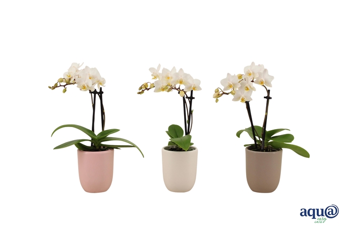 <h4>Hugo Hotel Mix Tiny Dolls Wit 2T12+ Aqu@</h4>