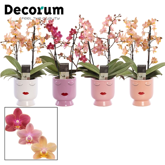 <h4>Phalaenopsis perfíum 2+ tak mix in Dua Lipa (Party Love-coll.)</h4>