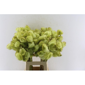 Asclepia Gom Fr Moby Dick