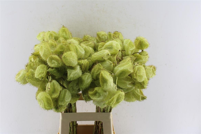 <h4>Asclepia Gom Fr Moby Dick</h4>