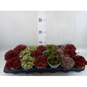 Sempervivum   ...mix
