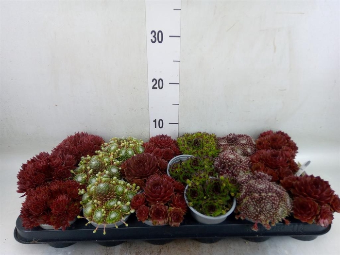 <h4>Sempervivum   ...mix</h4>