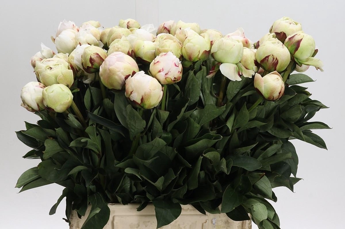 <h4>Paeonia Odile</h4>