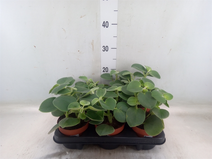 <h4>Peperomia</h4>