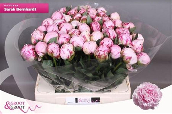 <h4>Paeo Sara Bernhard</h4>