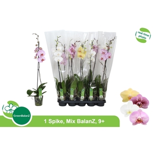 PHAL GEM