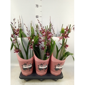Burrageara  'Barrocco Red'