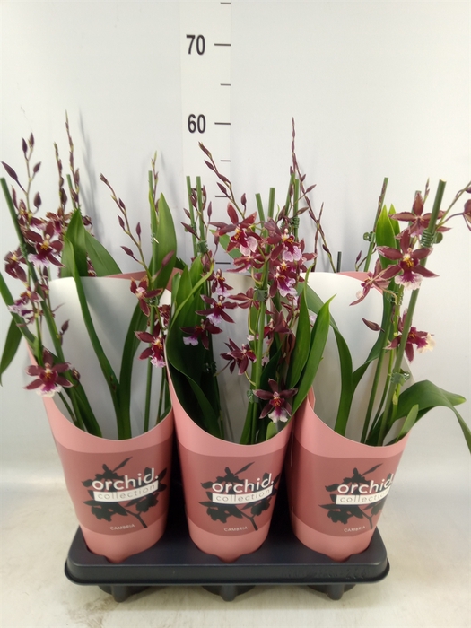 <h4>Burrageara  'Barrocco Red'</h4>