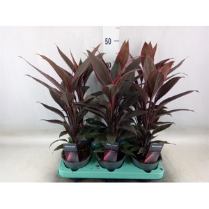 Cordyline fruti. 'Tango'