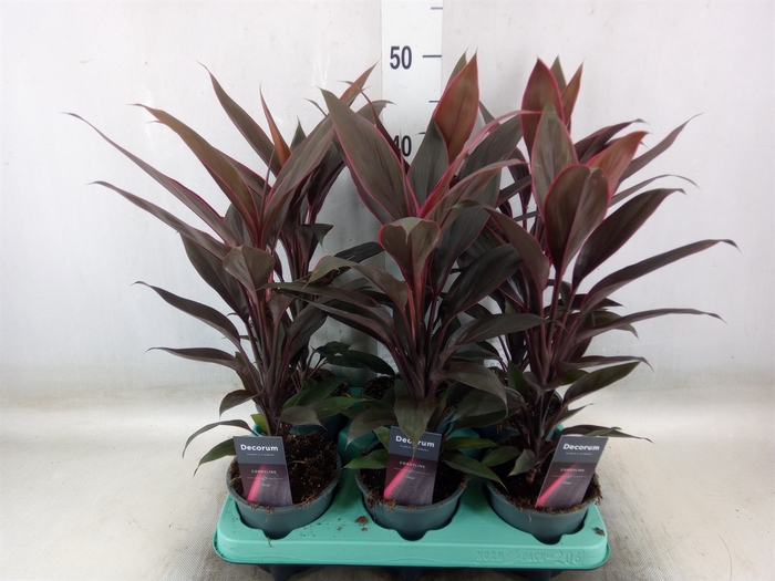 <h4>Cordyline fruti. 'Tango'</h4>