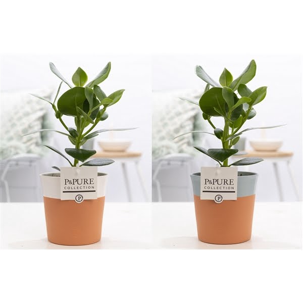 <h4>Clusia Rosea Princess in P&PURE Terra Cotta 4 ass.2</h4>