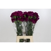 Dianthus St Yukari Violet