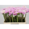 Dahlia Sweet Love