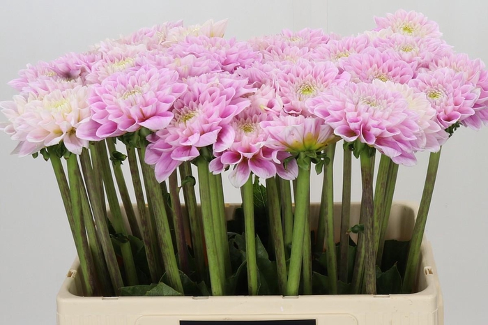 Dahlia Sweet Love
