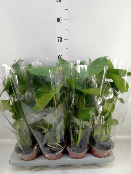 <h4>Monstera delic.</h4>