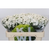 Dianthus Br Kiwi Bunny XXL