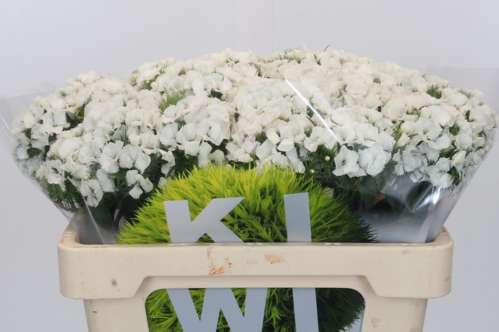 Dianthus Br Kiwi Bunny XXL